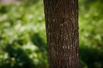 A pair of gold wedding rings on a green background. Rings on the background of leaves and wood