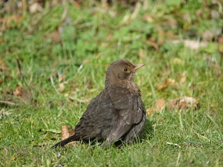 female blackbird (Turdus menula) having a quiet moment