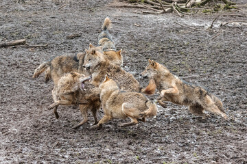Wolfskampf