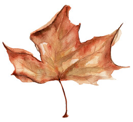 Withered tree leaf autumn watercolor isolated element. Template for decorating designs and illustrations.