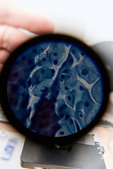 Beautiful image in microscope of microorganisms in the lab