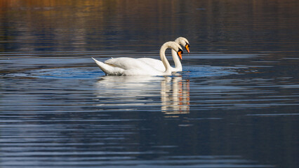 A couple of mute swans swim in the quiet water of a river