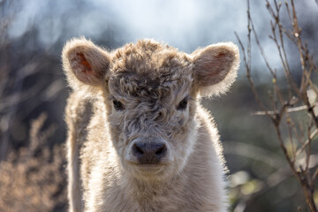 Portrait of a Highland calf running free on the Rhone River