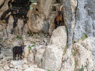 Cabras montesas subidas en el roca, en la ruta del Cares desde Poncebos en Asturias, para senderistas amantes de la naturaleza y excursiones de montaña, en el verano de 2020