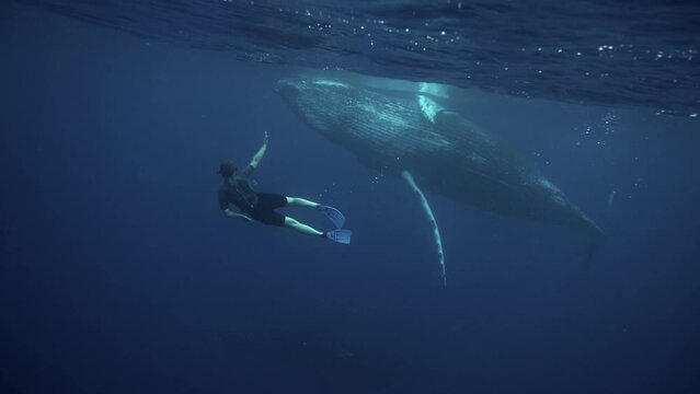 man and humpback whale swim together