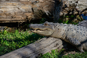 Obraz premium alligator in the swamp of everglades