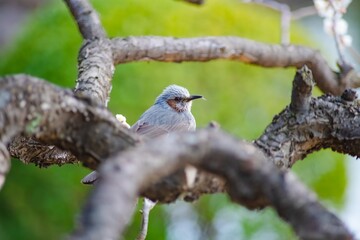 Obraz premium bird on a branch