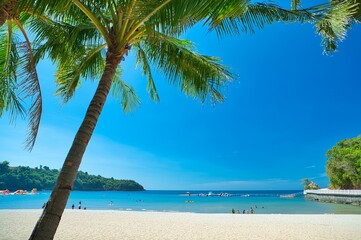 Palm tree in sunny blue sky landscape view of beach resort area on white sand in Philippines