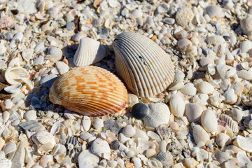 shells on the beach