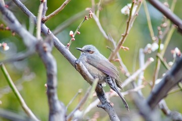 black capped kingfisher