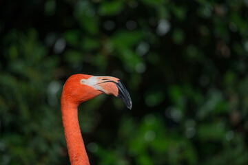 pink flamingo portrait