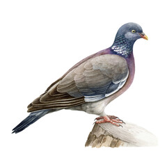 Wood pigeon realistic watercolor illustration. Hand drawn Columba palumbus bird. European forest avian. Wood pigeon perched on the stump. Beautiful wildlife bird