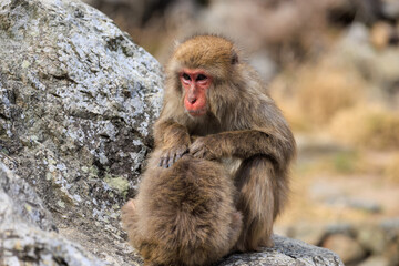 毛づくろいをするニホンザルの親子