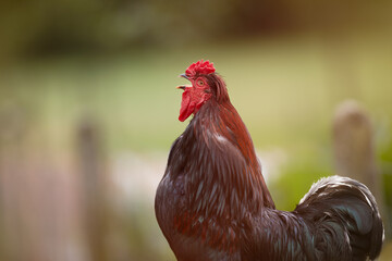 Crowing red rooster in garden