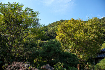 日本の山の風景