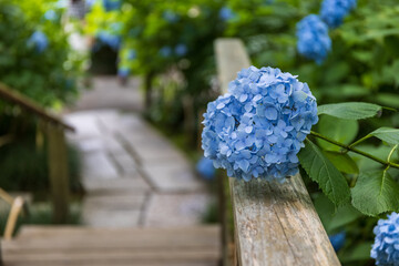 寺の参道に咲く青い紫陽花
