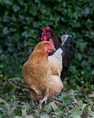 Brown chicken with rooster in background
