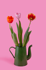 Three tulip flowers in a vintage iron teapot on a pink background