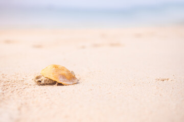 Seashell conch animal on sand beach at coast with  blur blue sea and blue sky in day. nature outdoor landscape background. tourism vacation travel tropical summer season ocean in holidays concept.