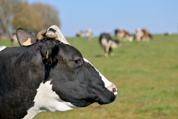 Portrait de vache et troupeau