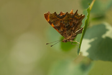 Obraz premium C-Falter (P(olygonia c-album)