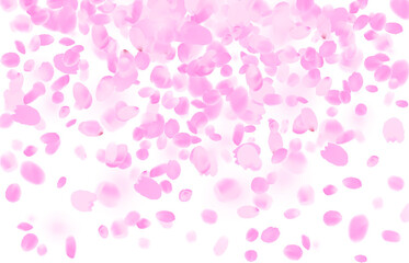 Sakura petals falling vector background. Pink flower petals illustration isolated on white.
