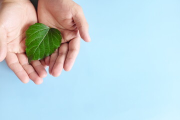 Top view of cupped hands holding heart shape fresh green leaf with copy space. Love nature, environmental conservation, csr, esg, earth day, hour concept. 