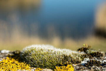 Moss on a stone wall. background lake in bokeh