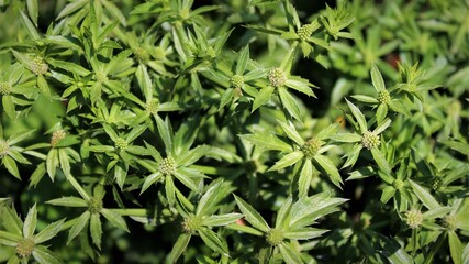 Mint Plants with seed and flower