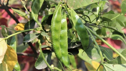 Asian Beans on Tree