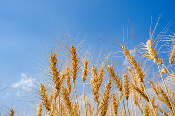 Ripe Barley wheat field against blue sky background.