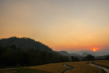 Fototapeta na wymiar Barley wheat field against sunset scape background.