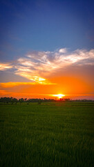 sunset in the paddy field