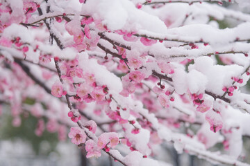 Plum blossoms in snow in East Lake Scenic Area, Wuhan, Hubei