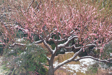 Plum blossoms in snow in East Lake Scenic Area, Wuhan, Hubei