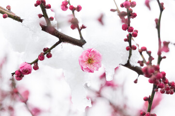 Plum blossoms in snow in East Lake Scenic Area, Wuhan, Hubei