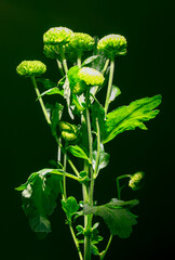 green fern on a black and green background