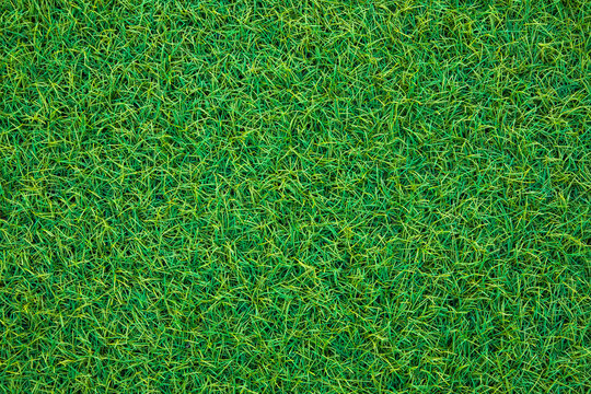 Green grass texture, lawn background