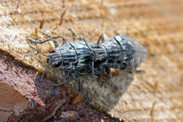 Flatheaded pine borer, a common European Jewel beetle (Chalcophora mariana). A large and metallic beetle occurring in European lowland forests.