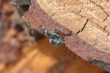 Flatheaded pine borer, a common European Jewel beetle (Chalcophora mariana). A large and metallic beetle occurring in European lowland forests.