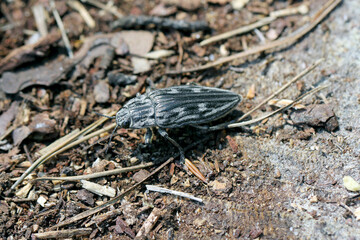 Flatheaded pine borer, a common European Jewel beetle (Chalcophora mariana). A large and metallic beetle occurring in European lowland forests.