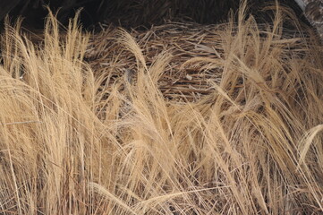 Golden reed or reeve or grass in a village in Japan in autumn