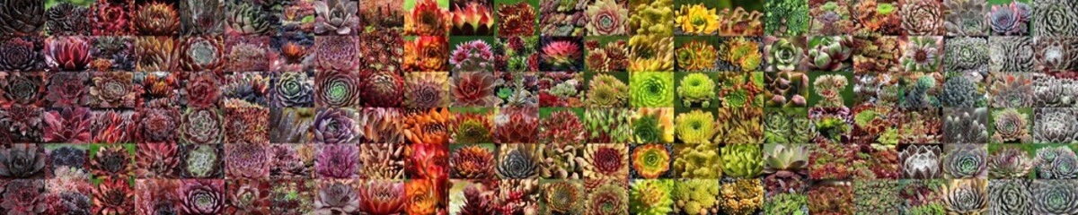 Beautiful collage of colourful sempervivum in a sorted colour gradient panoramic view
