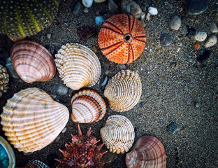 collection of sea urchins and clam shells on wet sand top view closeup, space for your text