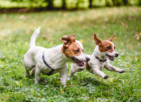 Two joyful Jack Russell Terrier pet dogs playing together happily running on green grass lawn in public park. Adult dog plays with puppy