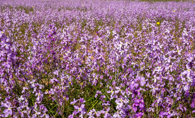 Blooming wild Matthiola or Levkoy flowers in the meadow