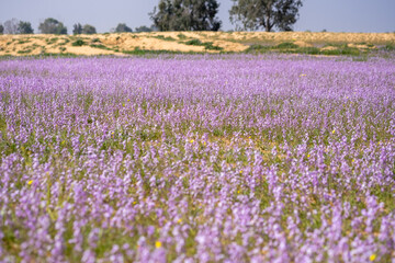 Blooming wild Matthiola or Levkoy flowers in the meadow