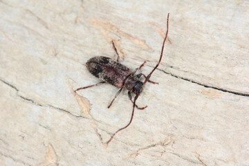 long-horned beetle (Exocentrus adspersus), imago