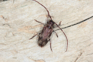 long-horned beetle (Exocentrus adspersus), imago