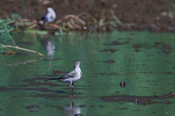 Junge Bachstelze auf Insektenjagd